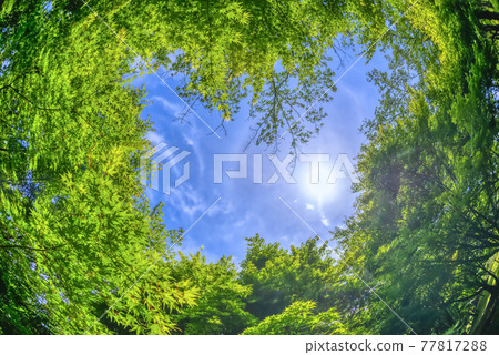 新鮮綠楓的圖像剪裁:透過樹木看到的藍天和陽光,神奈川縣宮瀨湖濱公園 新鮮綠楓的圖像剪裁:透過樹木看到的藍天和陽光,神奈川縣宮瀨湖濱公園 77817288