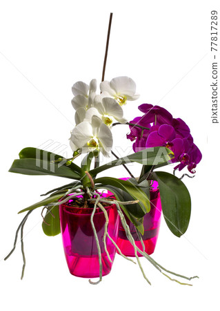 Bushes of purple and white orchids in colored pots on a white background Bushes of purple and white orchids in colored pots on a white background 77817289