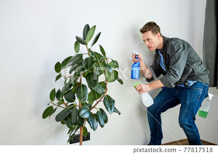 Man spraying water on house plant flower with spray bottle at home. Housework and household concept. 77817518