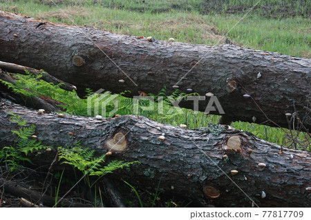 Mushrooms that grow on fallen trees Mushrooms that grow on fallen trees 77817709