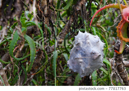 Suspended Common Rain Spider's Nest In Aloes (Palystes superciliosus) Suspended Common Rain Spider's Nest In Aloes (Palystes superciliosus) 77817763