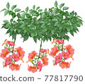 凌霄花 77817790