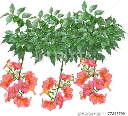 凌霄花 77817790