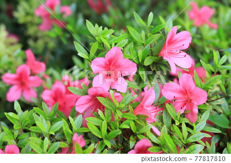 Satsuki in full bloom 77817810