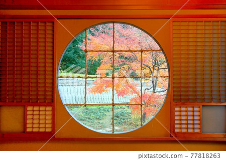 與圓窗和秋葉的日本楓樹 與圓窗和秋葉的日本楓樹 77818263