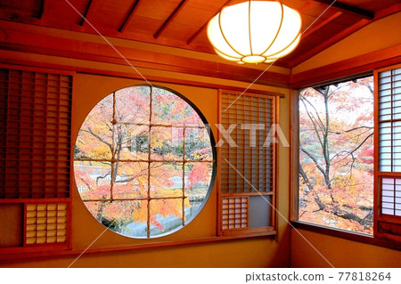 與圓窗和秋葉的日本楓樹 與圓窗和秋葉的日本楓樹 77818264