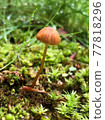 Mushrooms that grow in wetlands 77818296