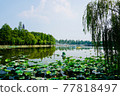 Summer lotus pond 77818497