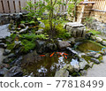 Nishikigoi pond 77818499