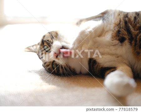 Cat grooming Cat grooming 77818579