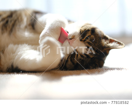 貓美容 77818582
