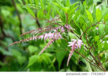 Niwafuji (Niwafuji) 77819017