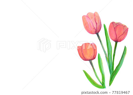 鬱金香水彩插圖 77819467