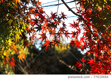 秋葉楓紅日式淡定優雅楓葉美麗秋葉觀賞 秋葉楓紅日式淡定優雅楓葉美麗秋葉觀賞 77819484