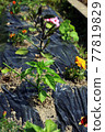 Field peppers and summer vegetables 77819829