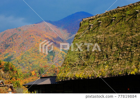 Beautifully colored autumn scenery of Shirakawa-go Beautifully colored autumn scenery of Shirakawa-go 77819884