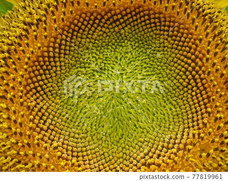 向日葵花中心管狀花(圓柱花)特寫 向日葵花中心管狀花(圓柱花)特寫 77819961