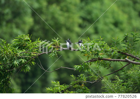 Crested Kingfisher's turn while raising children 77820526