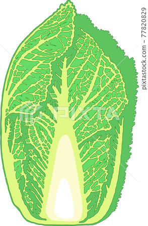 Chinese cabbage 77820829