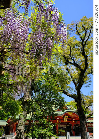 Ebisu-sama's head office Nishinomiya Shrine Ebisu-sama's head office Nishinomiya Shrine 77820974