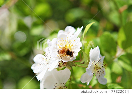 花 花 77822054