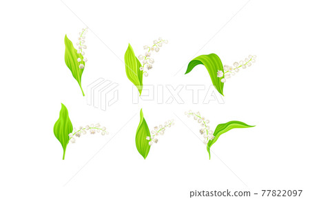 Lily of the Valley with Pendent Bell-shaped White Flowers Vector Set 77822097