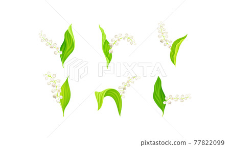 Lily of the Valley with Pendent Bell-shaped White Flowers Vector Set 77822099