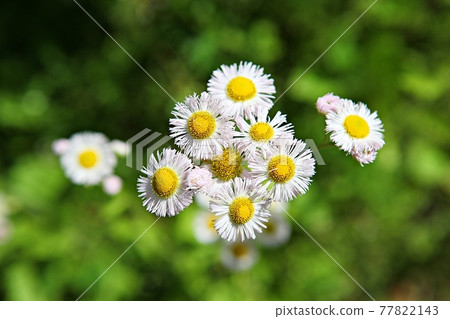Flower 77822143