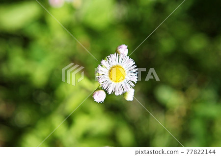 Flower 77822144