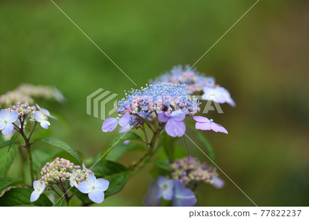 Rainy season and Amacha flowers 77822237