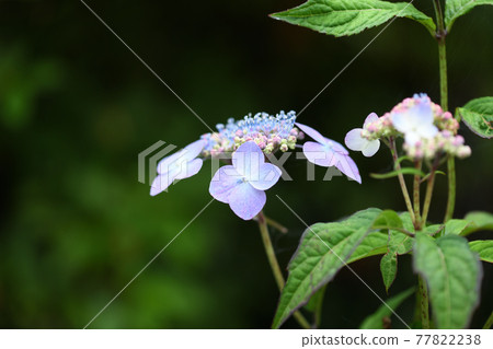 Rainy season and Amacha flowers 77822238
