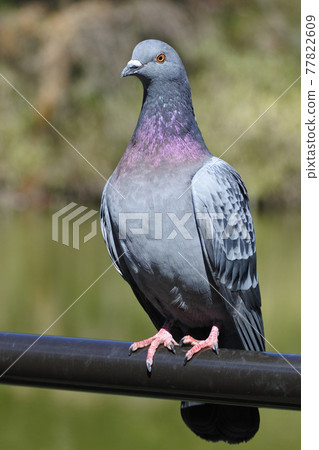 Pigeons are perched on a railing against the backdrop of a pond. Pigeons are perched on a railing against the backdrop of a pond. 77822609