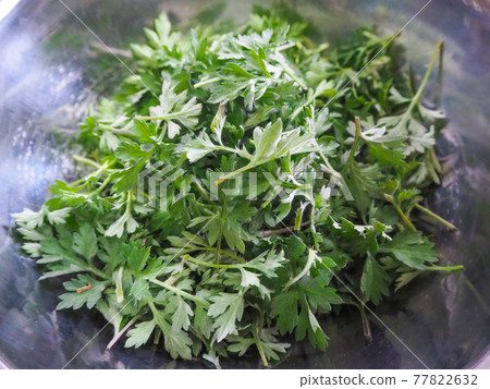 Freshly picked wormwood 77822632