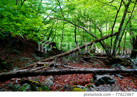 A landscape like a primeval forest near "Mitsugamano Falls", one of the 100 best natural culture waterfalls in Okutama, Tokyo A landscape like a primeval forest near "Mitsugamano Falls", one of the 100 best natural culture waterfalls in Okutama, Tokyo 77822867
