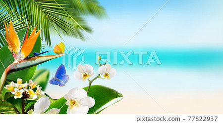 Butterflies flying around tropical flowers plants and palm leaves on a blurry background of beach and ocean Butterflies flying around tropical flowers plants and palm leaves on a blurry background of beach and ocean 77822937