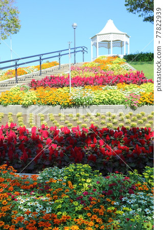 Awaji Yumebutai Flowerbed 77822939