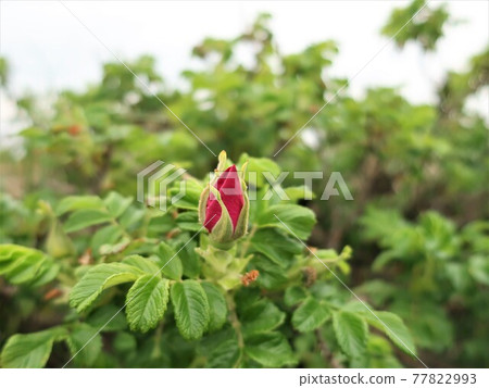 Buds of a caterpillar Buds of a caterpillar 77822993