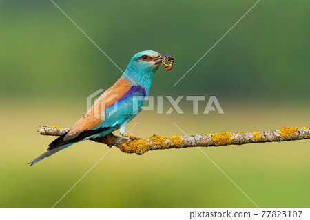 European roller holding caterpillar on tree with copy space European roller holding caterpillar on tree with copy space 77823107