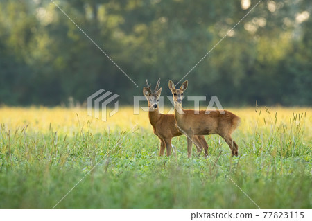 Roe deer couple standing close together on green field in sunny summer nature Roe deer couple standing close together on green field in sunny summer nature 77823115