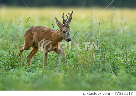 Roe deer walking on growing meadow in summer nature Roe deer walking on growing meadow in summer nature 77823117