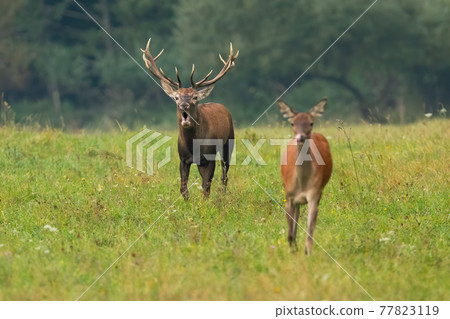 Couple of red deer running on meadow in rutting season Couple of red deer running on meadow in rutting season 77823119