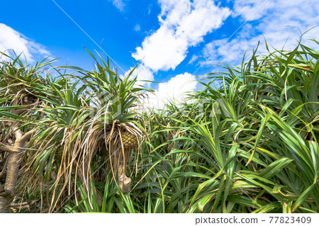 宮古島的阿丹樹、藍天和白雲 77823409