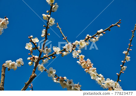 White plum blossoms in full bloom, attracting bees for nectar, blue sky.The unique winter forest in Dongshi Forest adds to the mountain scenery. Taichung, Taiwan. 21 Jan. 2021. 77823477