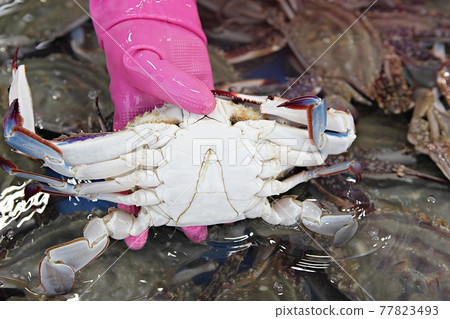 crab 77823493
