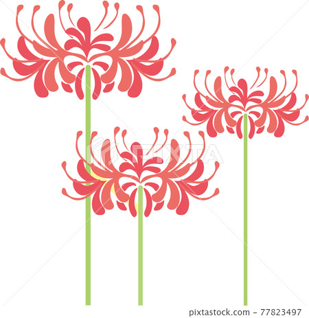 Cluster amaryllis 77823497
