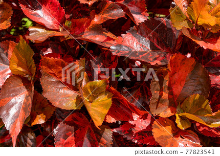 Acalypha's bright red leaves Acalypha's bright red leaves 77823541