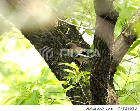 Jay in the park 77823689