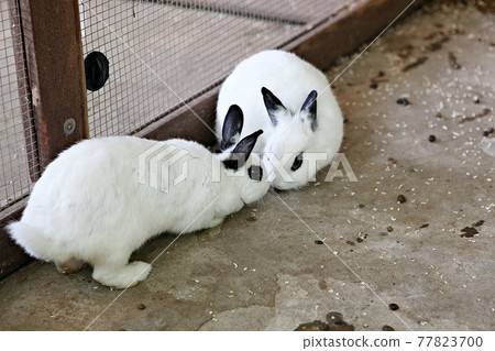 rabbit rabbit 77823700