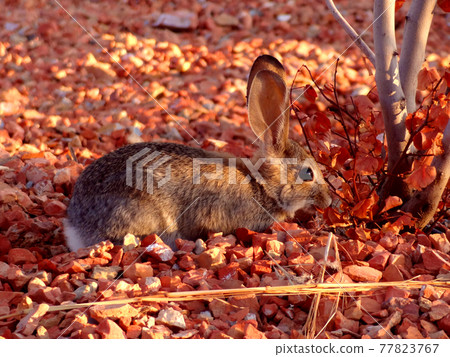 Rabbits inhabiting Lake Powell, USA 77823767