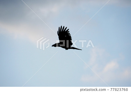 A crow flapping its wings 77823768